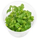 Acmella repens - in Vitro