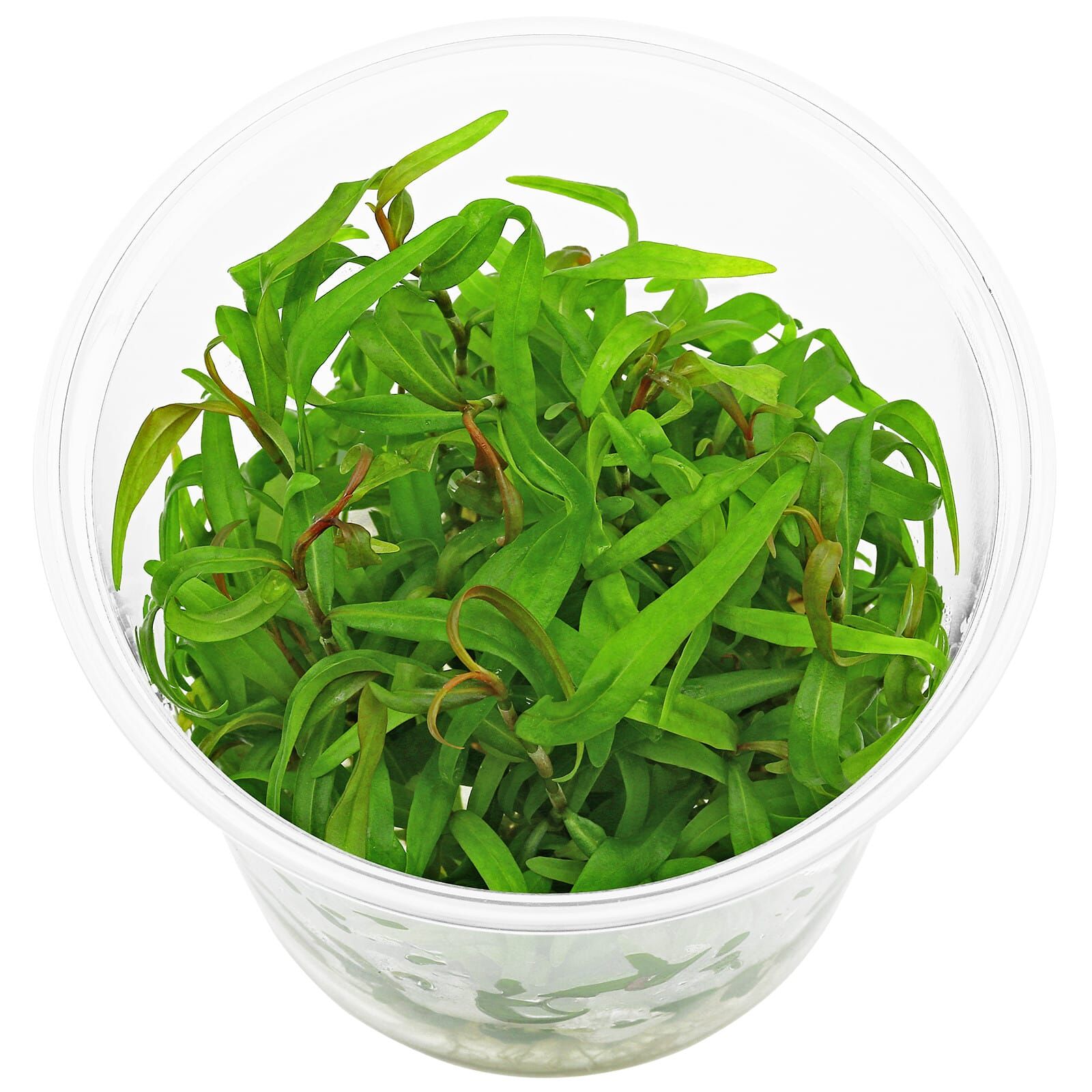 Persicaria sp. "Pak Chong"