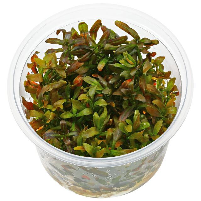 Rotala ramosior "Sunset"
