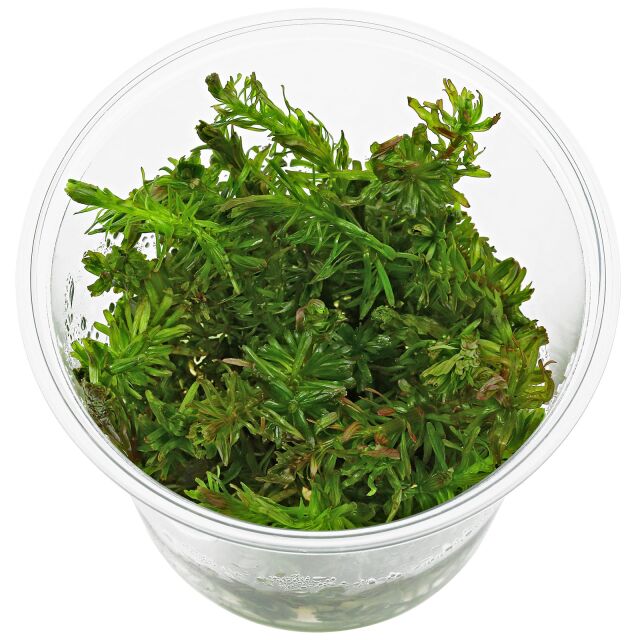 Rotala wallichii "Bangladesh"