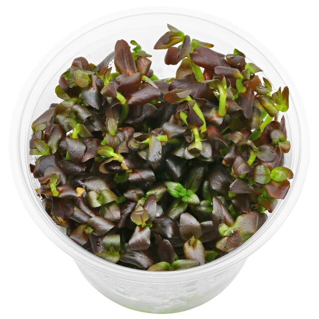 Bacopa salzmannii "Purple"