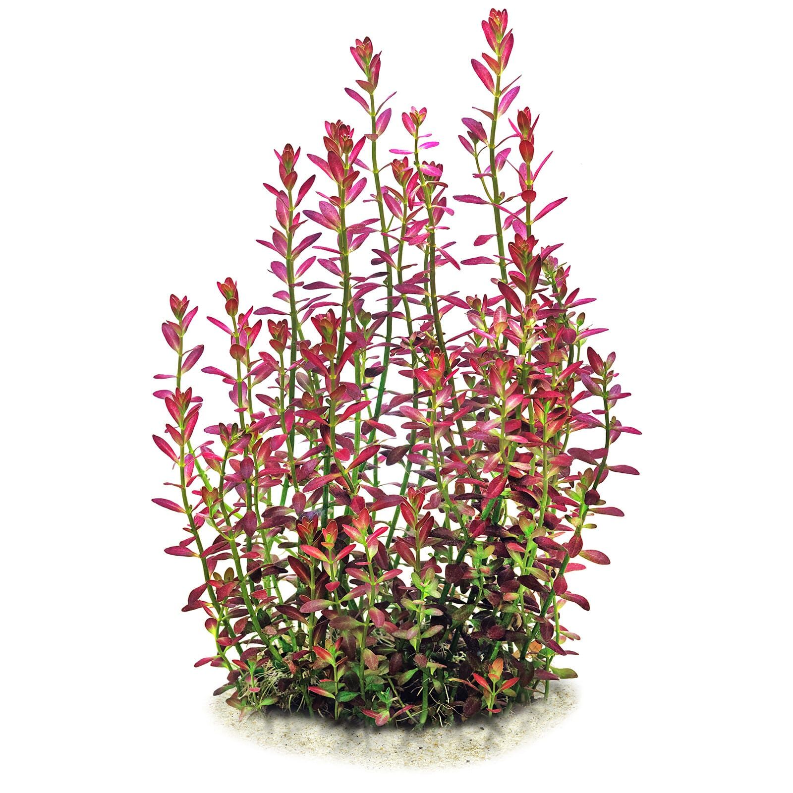 Rotala ramosior "Florida"