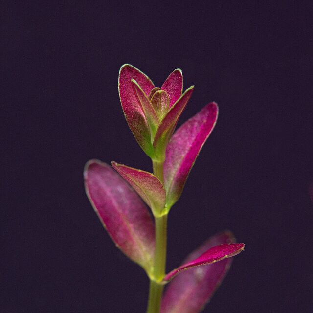Rotala ramosior "Florida"