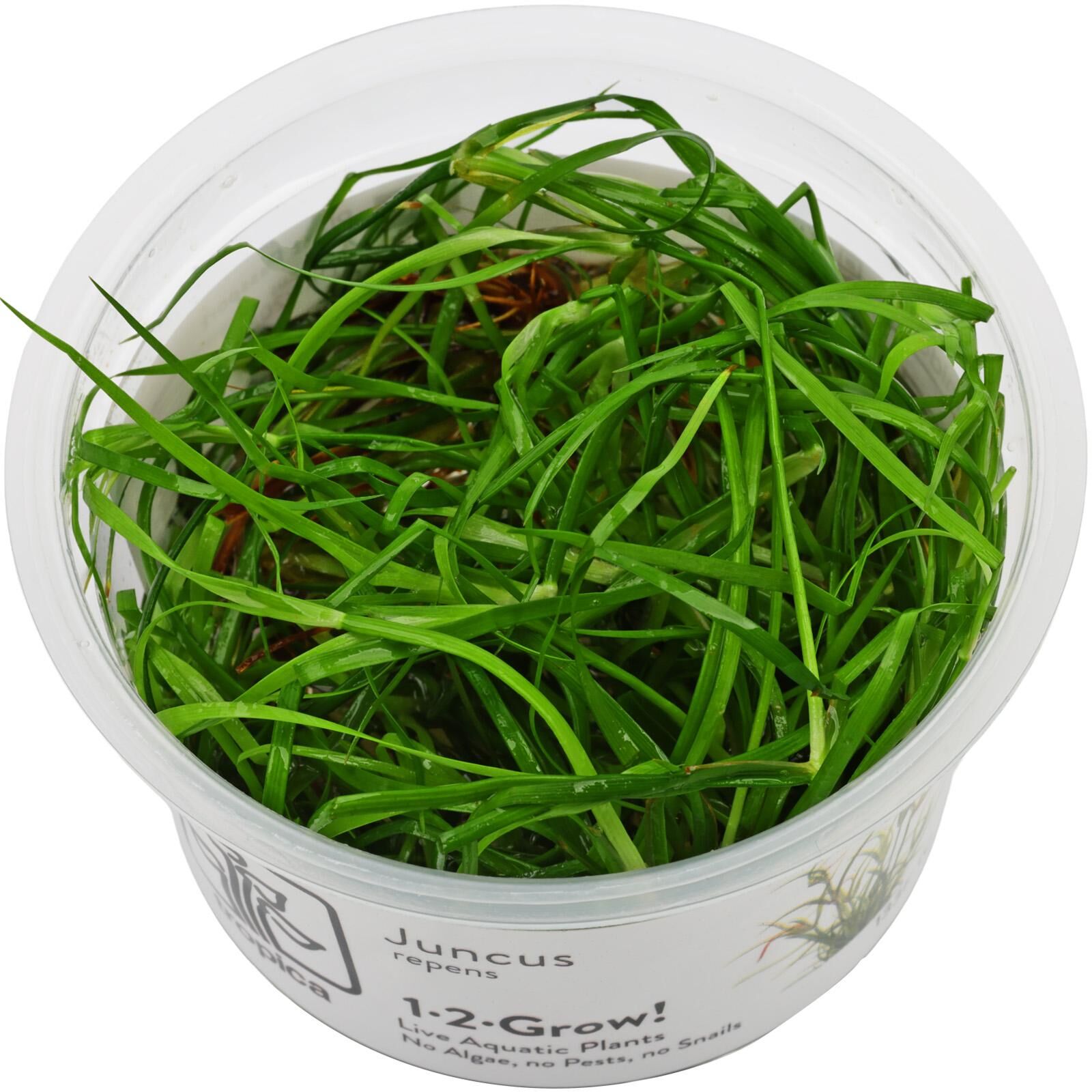 Juncus repens
