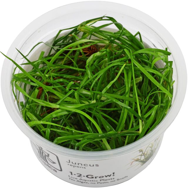 Juncus repens