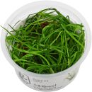Juncus repens - 1-2-GROW!