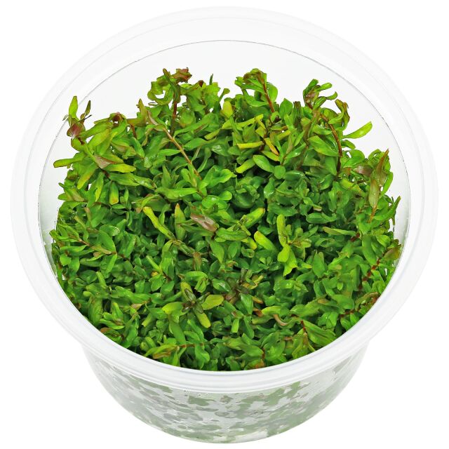 Rotala macrandra "Green" ("Wavy")
