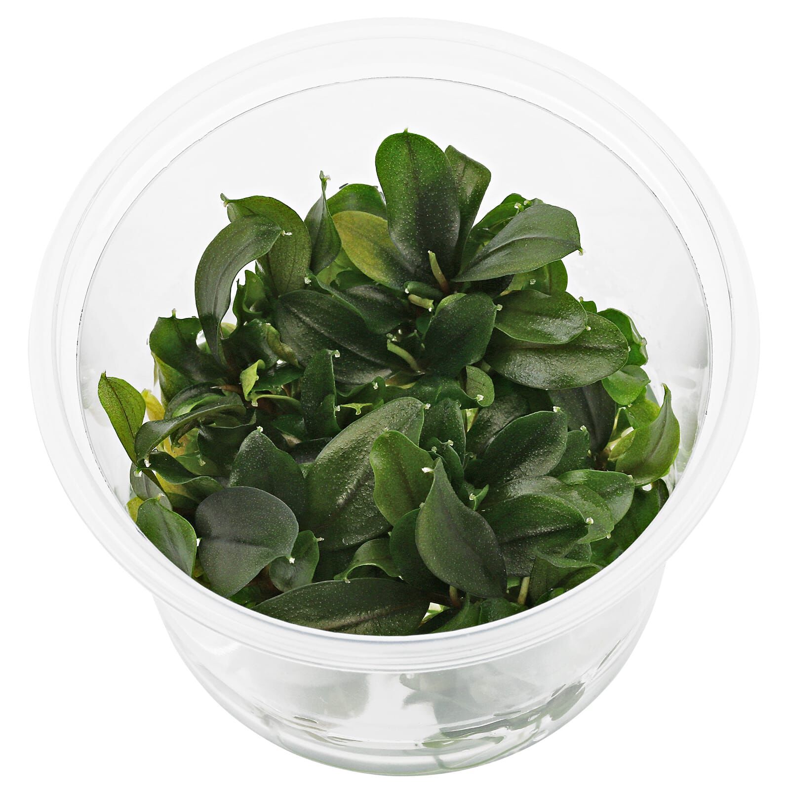 Bucephalandra sp. "Aragon"