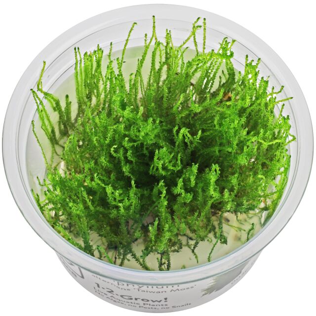 Taxiphyllum alternans "Taiwan Moss"