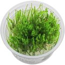 Taxiphyllum alternans "Taiwan Moss" - 1-2-GROW!