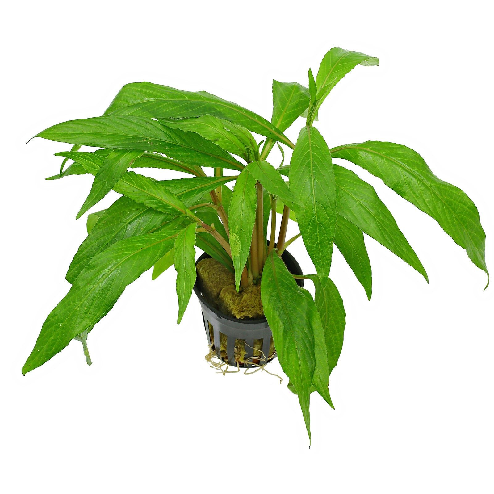 Hygrophila salicifolia