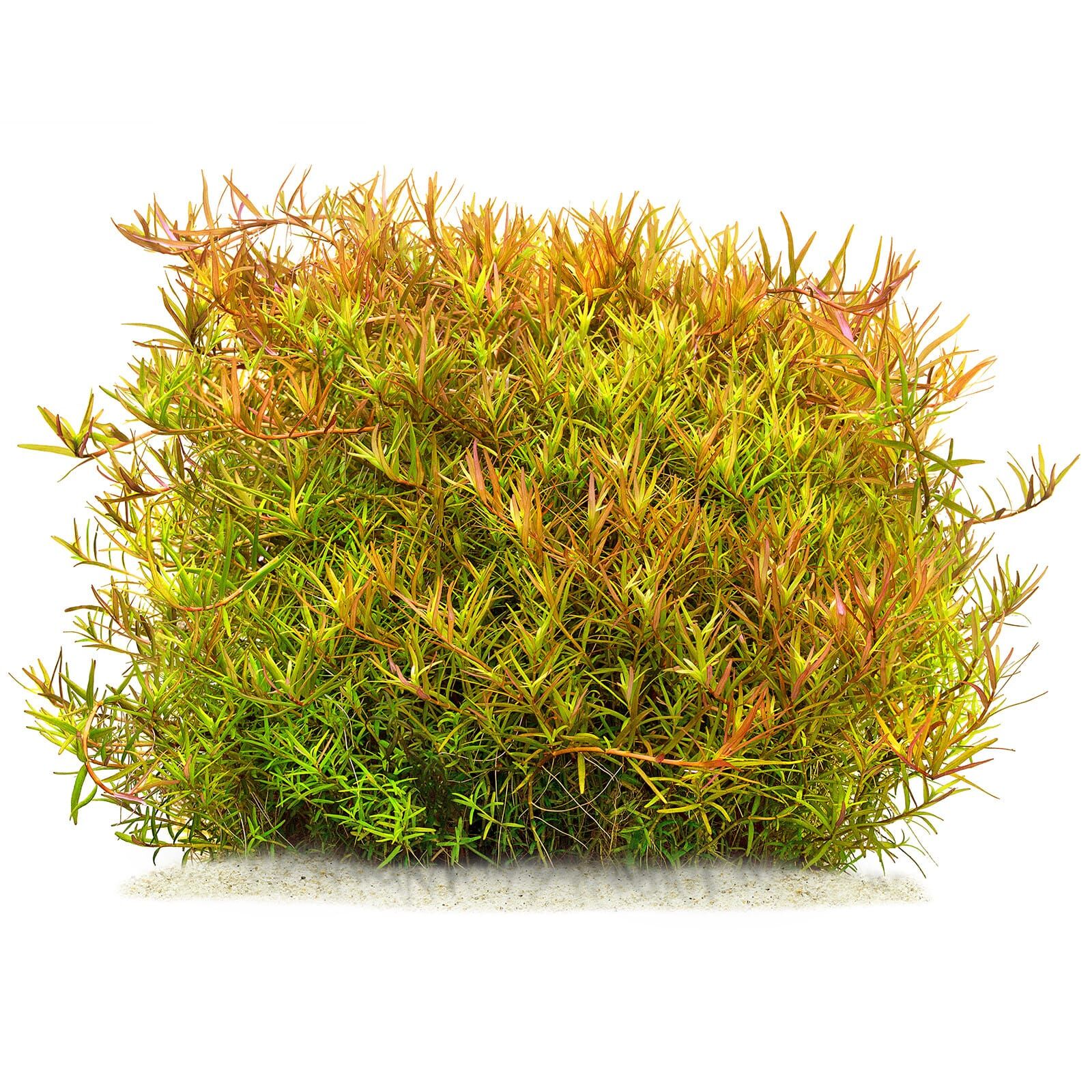 Rotala rotundifolia "Laos"