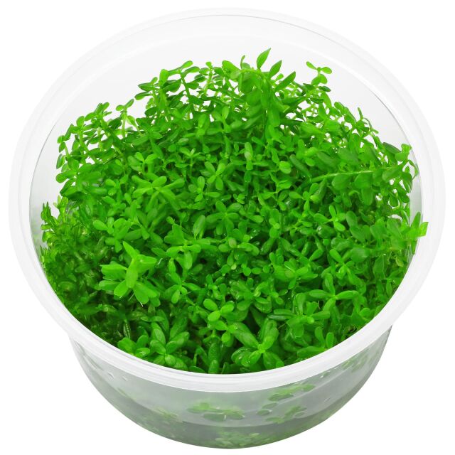 Rotala rotundifolia "Laos"