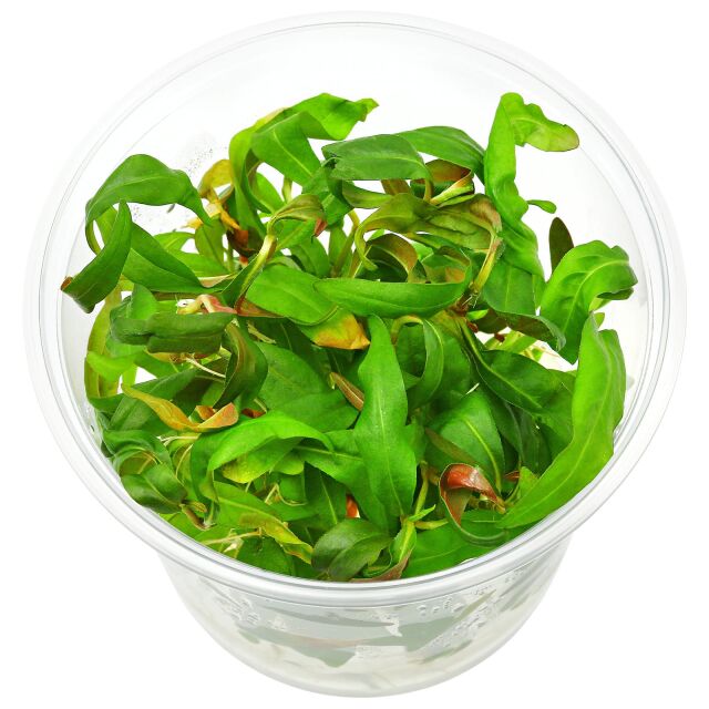 Persicaria sp. 'Sao Paulo' - in Vitro