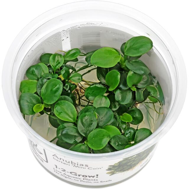 Anubias barteri var. nana 'Mini Coin'