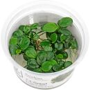 Anubias barteri var. nana Mini Coin - 1-2-GROW!