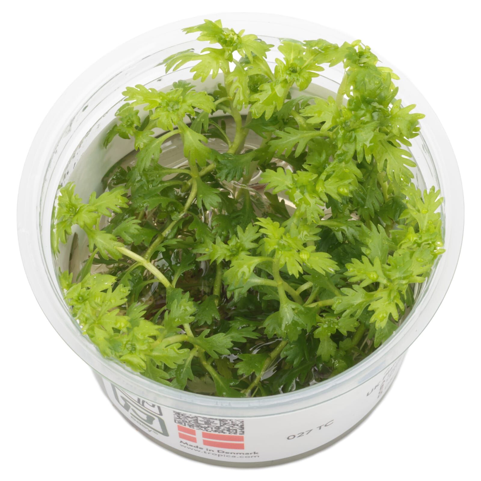 Hottonia palustris
