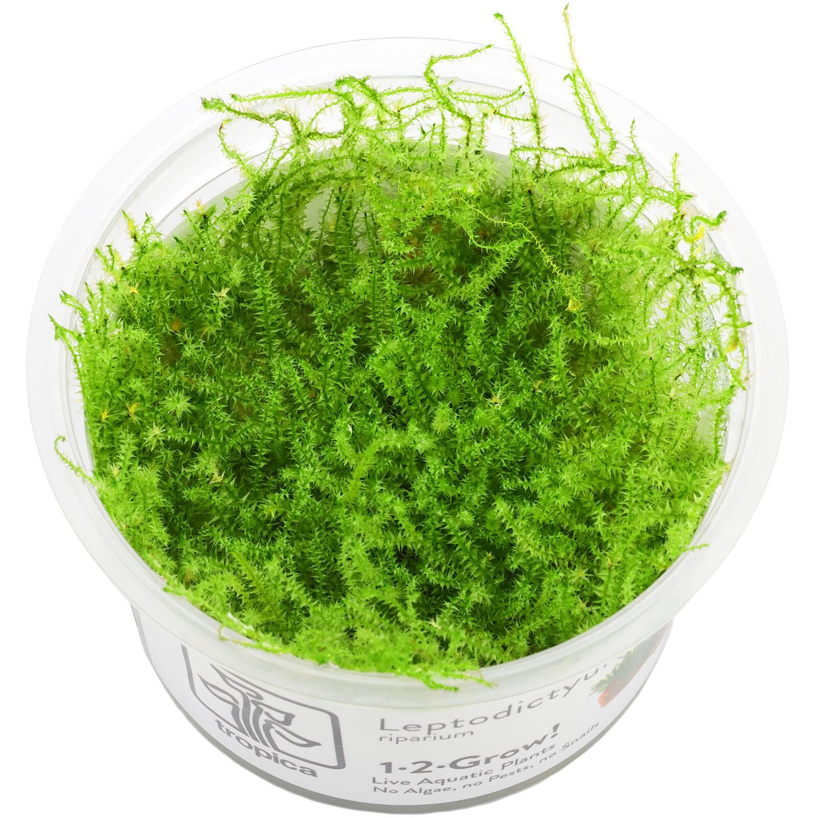 Leptodictyum riparium