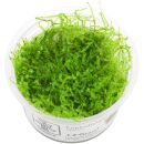 Leptodictyum riparium - 1-2-GROW!