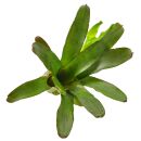 Neoregelia Amazon