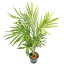 Chamaedorea elegans