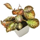 Episcia cupreata