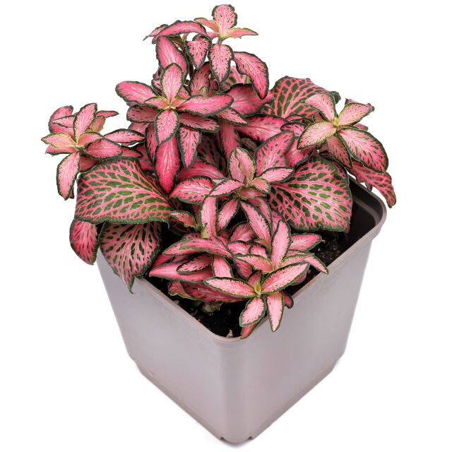 Fittonia albivenis