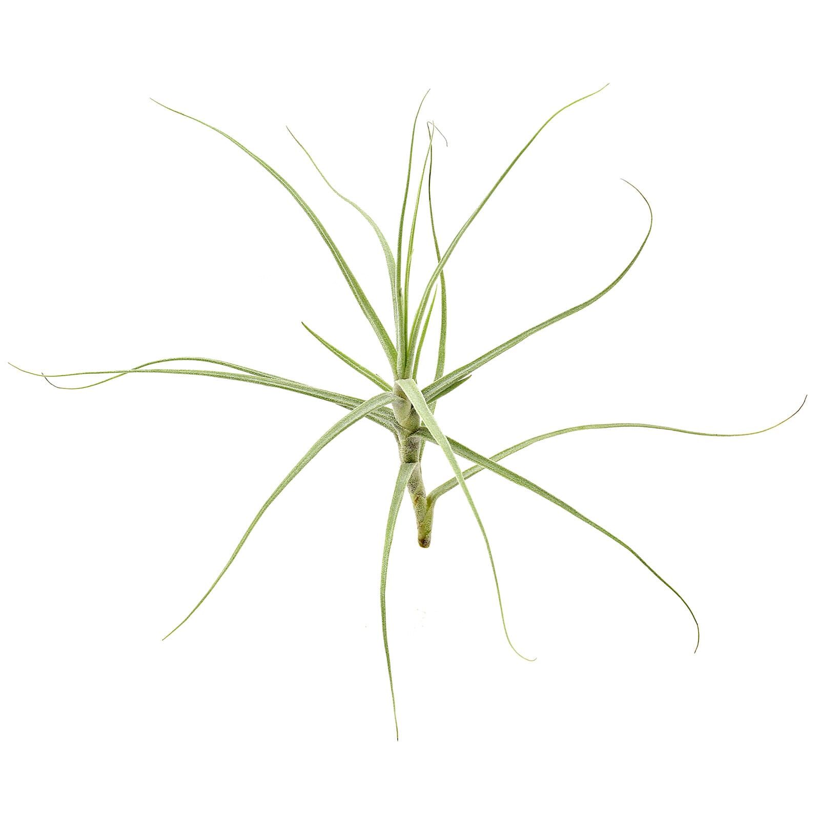 Tillandsia caerulea "Major"