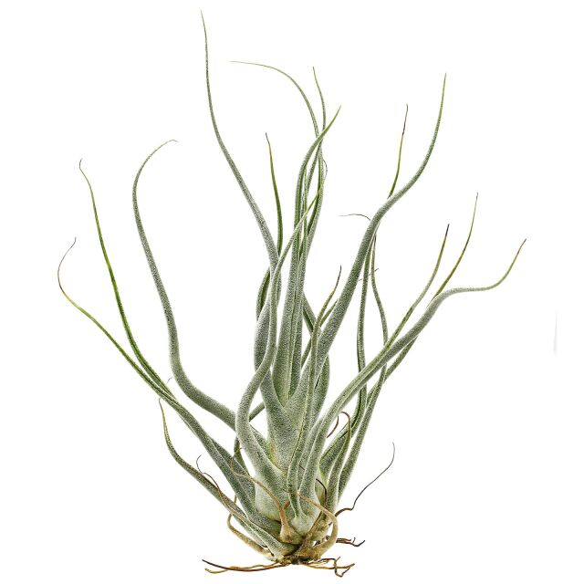 Tillandsia seleriana "Ehlersiana"