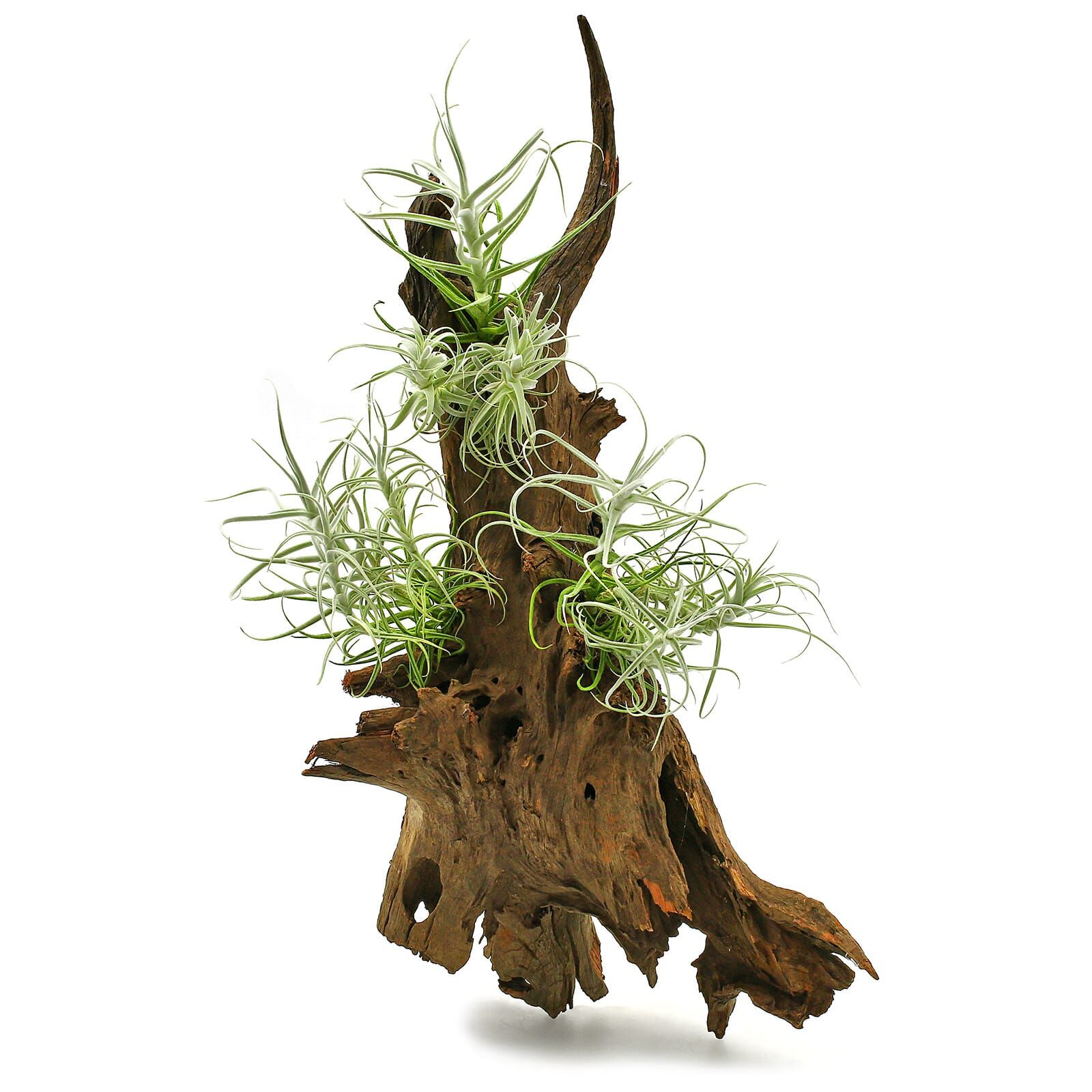 Tillandsia paleacea
