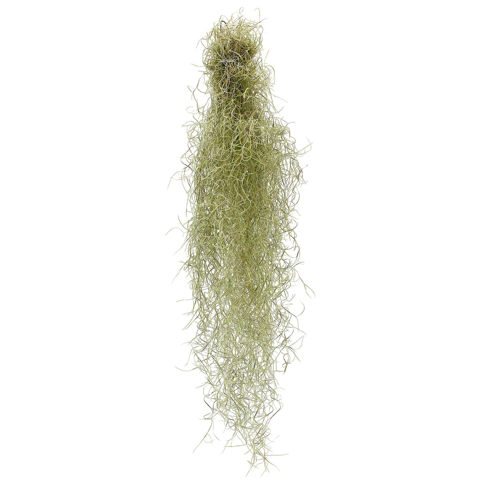 Tillandsia usneoides "Fein Gr&uuml;n"