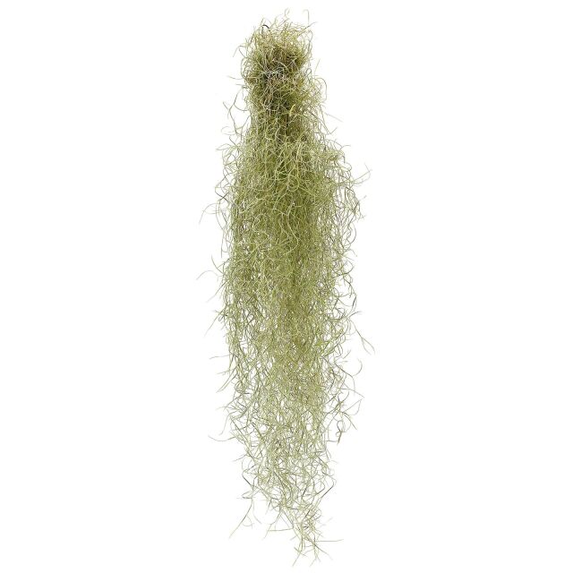 Tillandsia usneoides "Fein Gr&uuml;n"