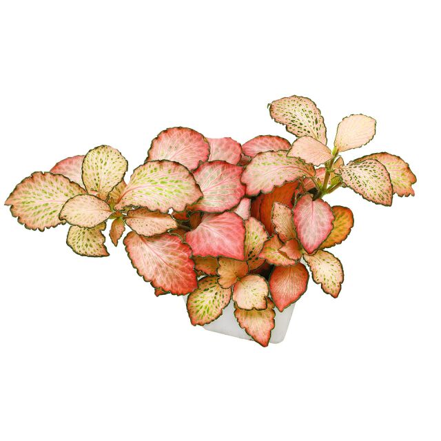 Fittonia albivenis "Pink"
