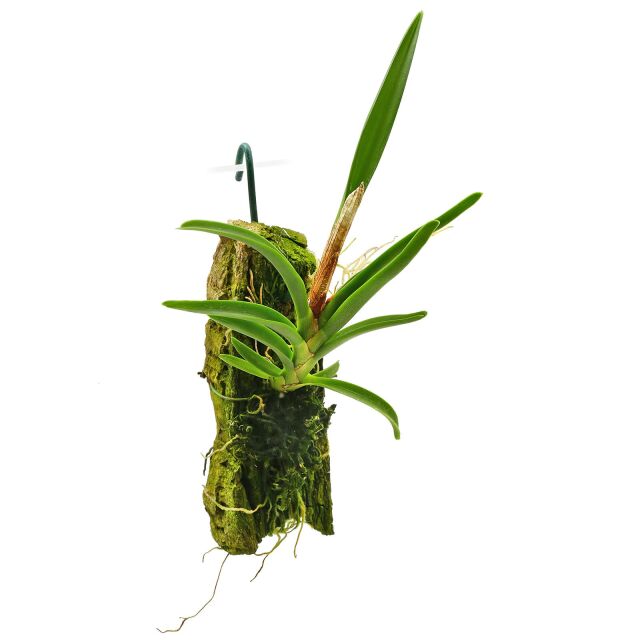 Ceratostylis retisquama