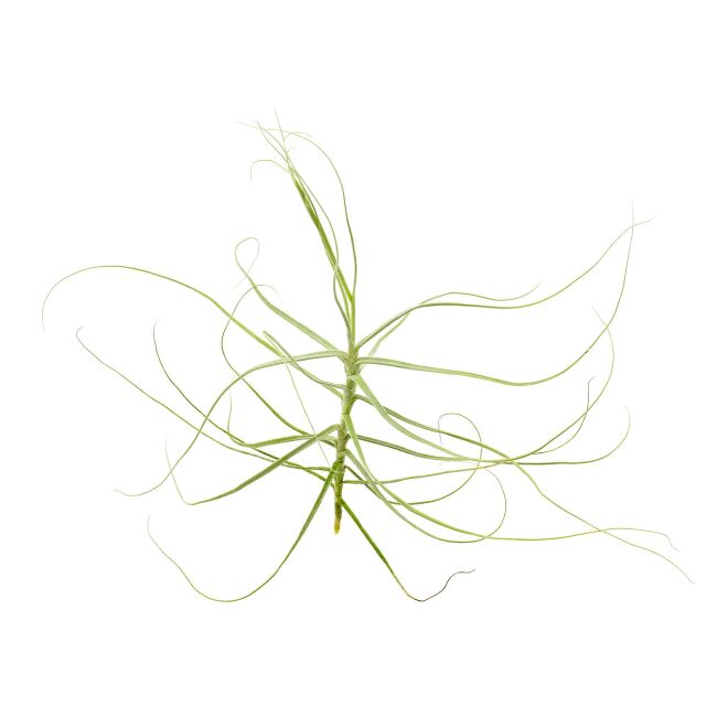Tillandsia caerulea "Major"