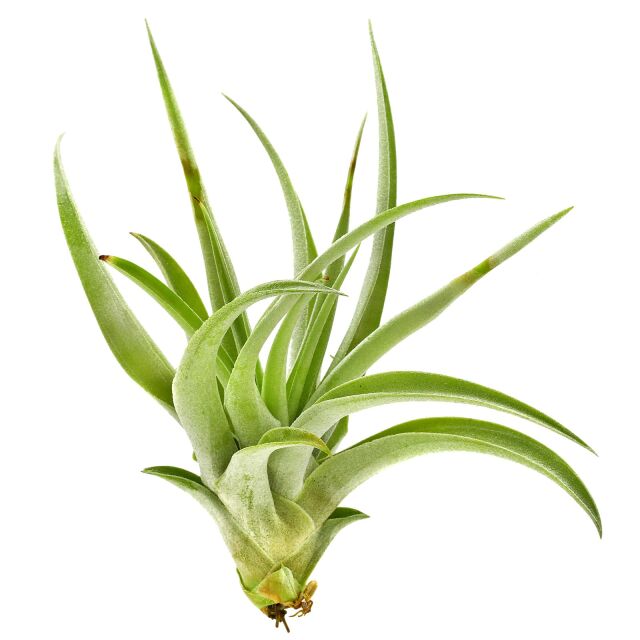 Tillandsia capitata "Peach"