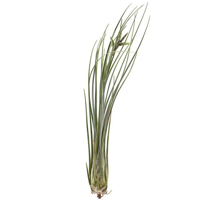 Tillandsia disticha