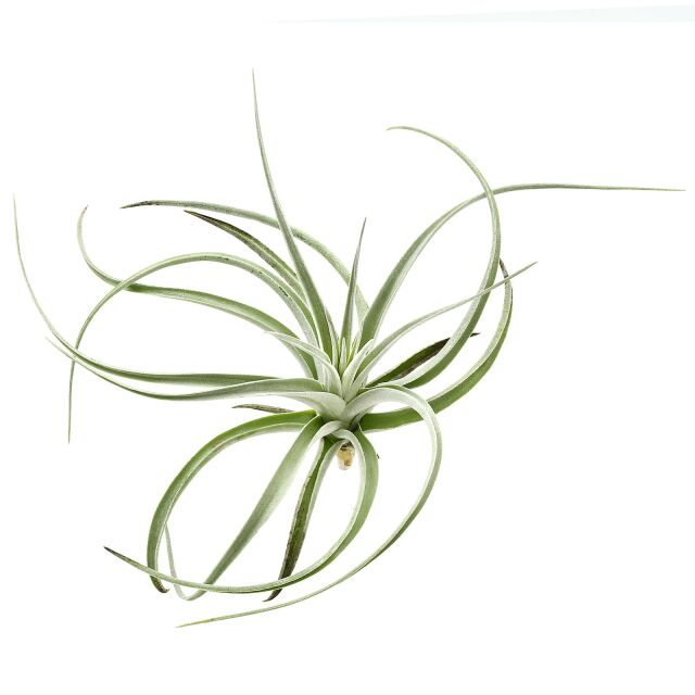 Tillandsia pohliana