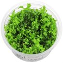 Hemianthus glomeratus - 1-2-GROW!