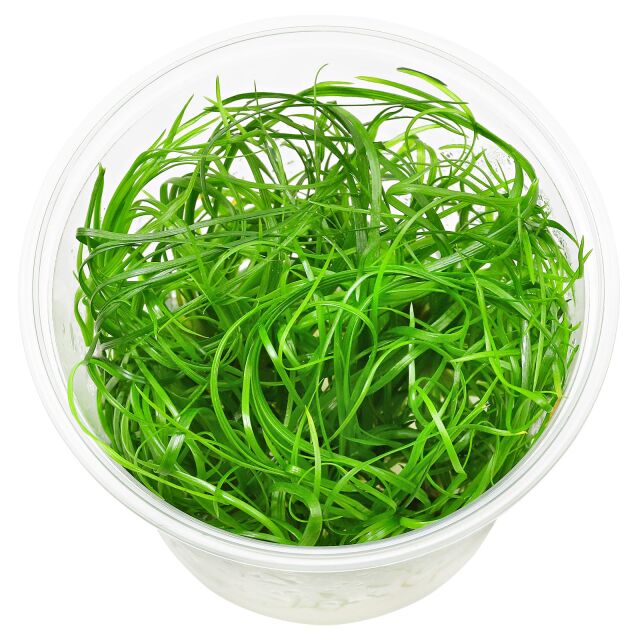 Eriocaulon sp. "Japan Needle Leaf"