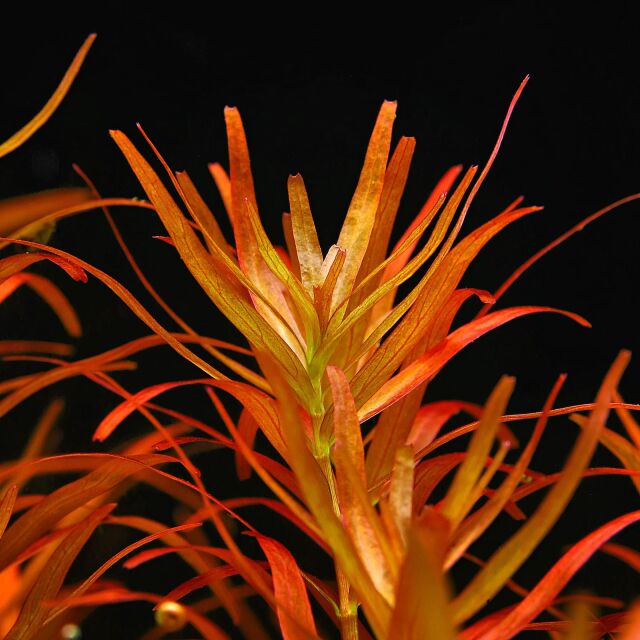 Rotala rotundifolia "Singapore Blood Red"