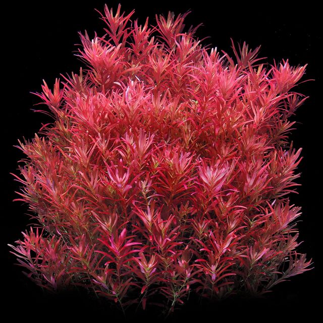 Rotala rotundifolia "Singapore Blood Red"