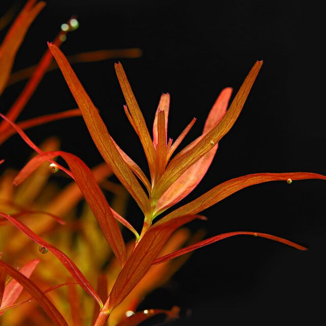 Rotala rotundifolia "Singapore Blood Red"