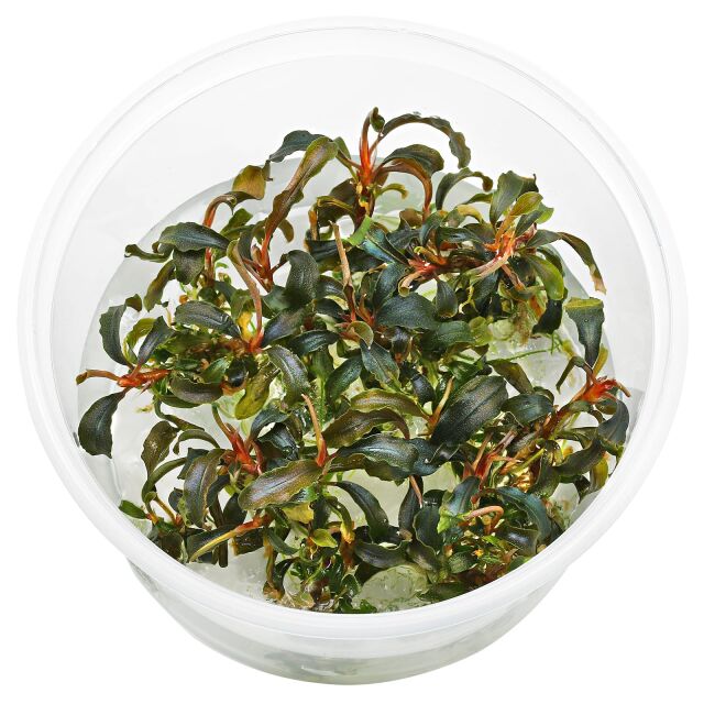 Bucephalandra sp. "Kedagang"