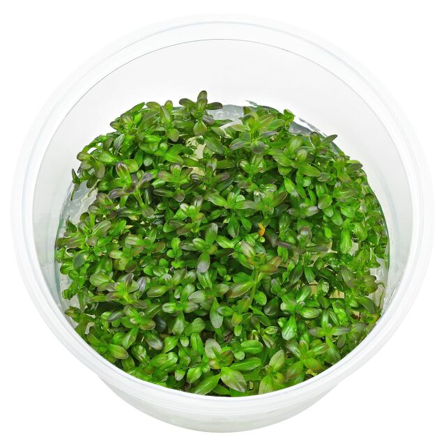 Rotala ramosior "Florida"