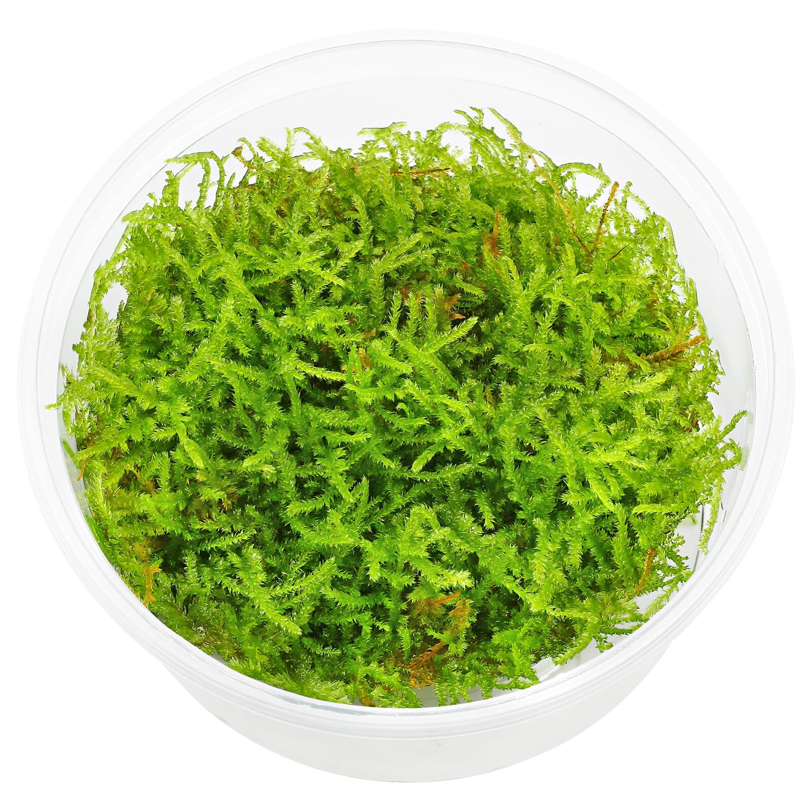 Vesicularia sp. "Mini Christmas Moss"