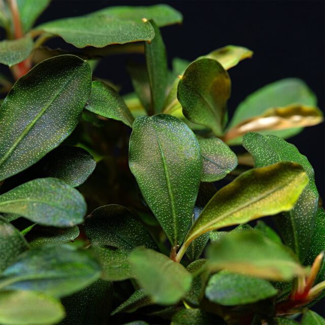 Bucephalandra sp. "Motleyana Red"