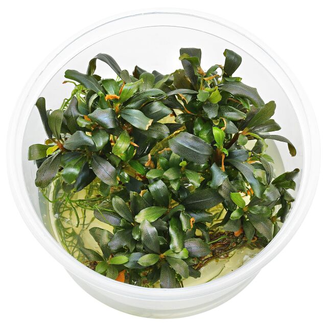 Bucephalandra sp. "Lamandau Mini Red"