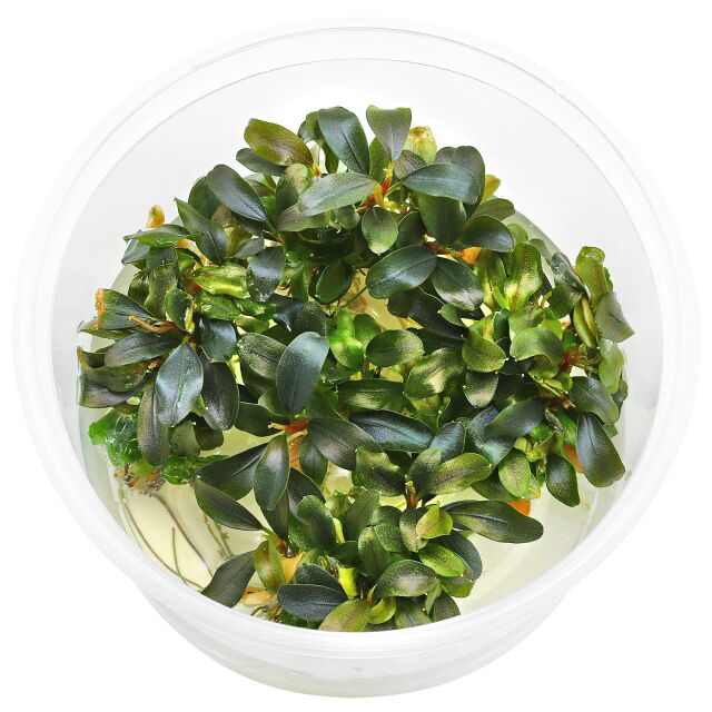 Bucephalandra sp. "Motleyana Red"