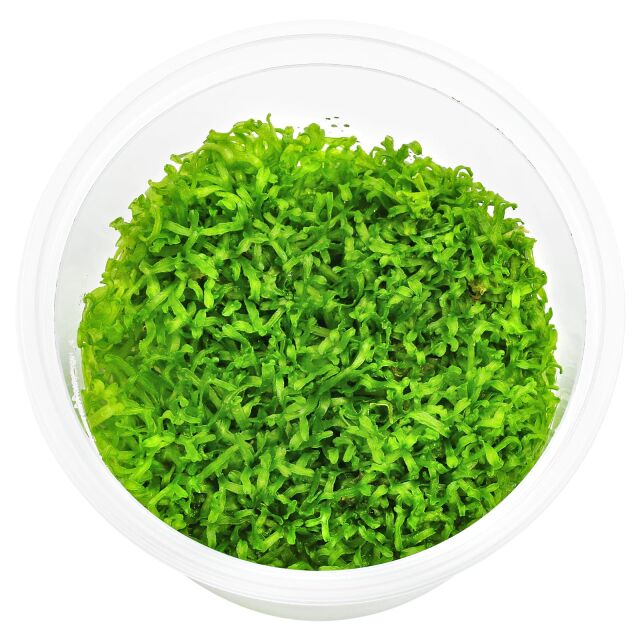 Riccia fluitans "Broad"